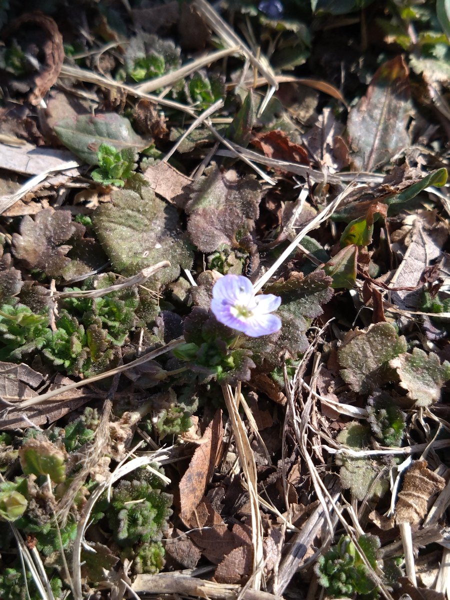 yoidore023's tweet image. 軽く昼ご飯を食べに行こうとしただけなのに、あまりにもバイク日和だったのでそのまま軽くツーリング。