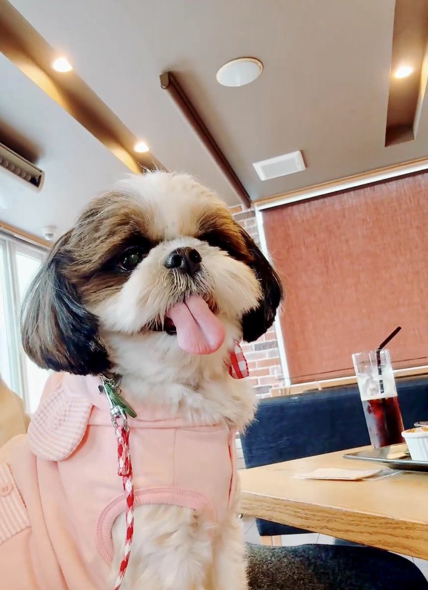 シーズーのお嬢さん (@Ojousan_ShihTzu) / Posts / X