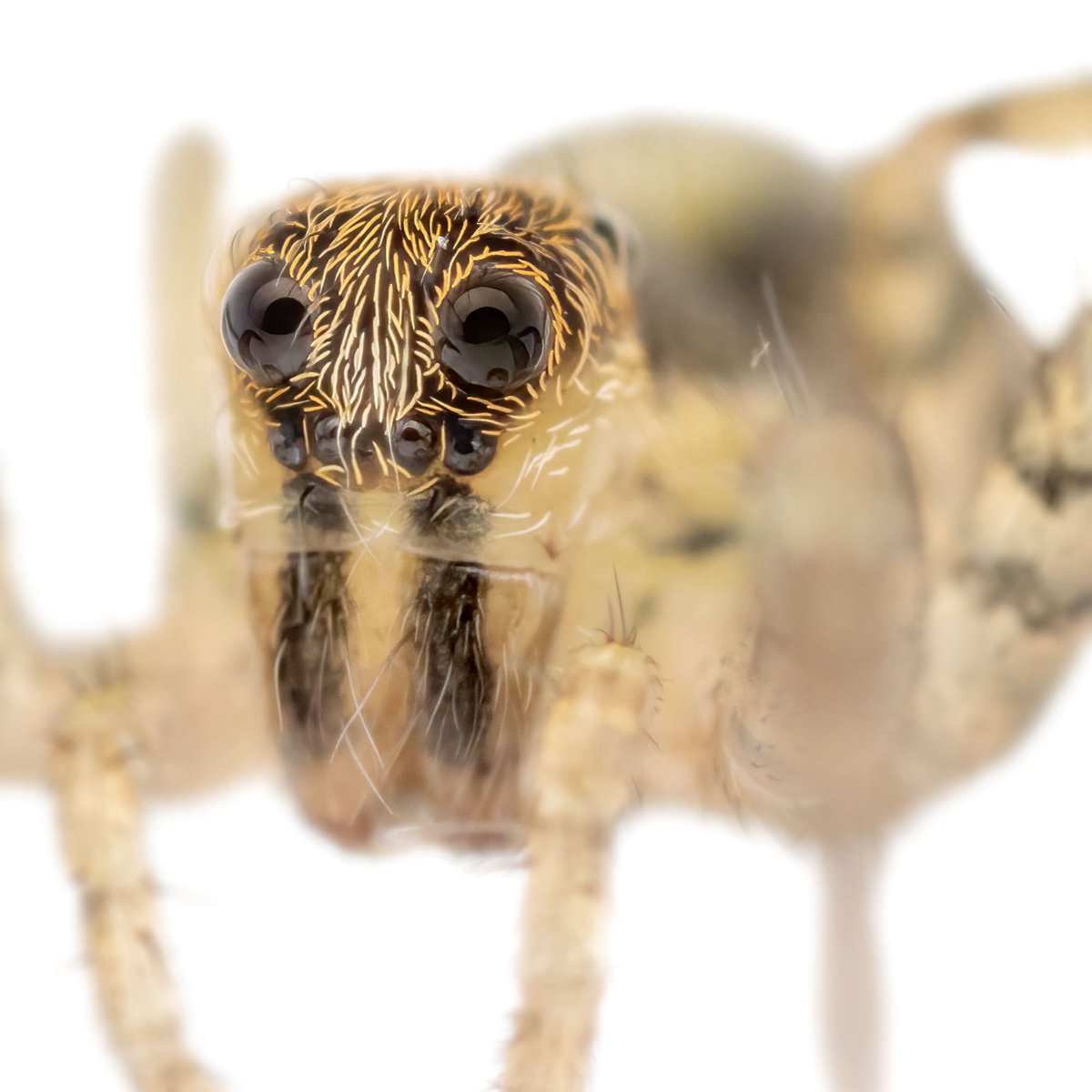 monday_spider tweet media