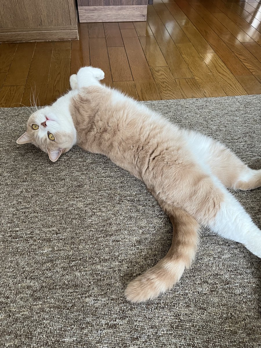 腹減ったーポーズのおもち