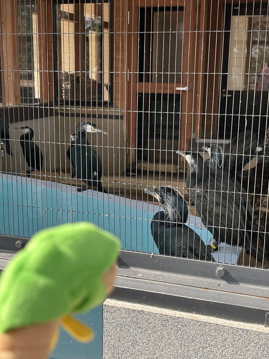 お散歩好きのトロピウス tweet media