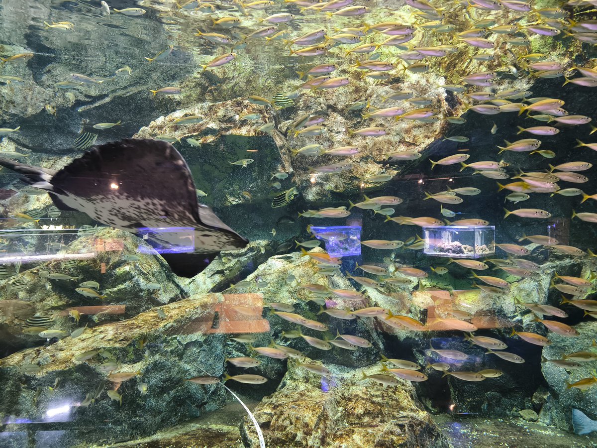 ジュエリー工房セリオ/オーダーリフォー厶 tweet media