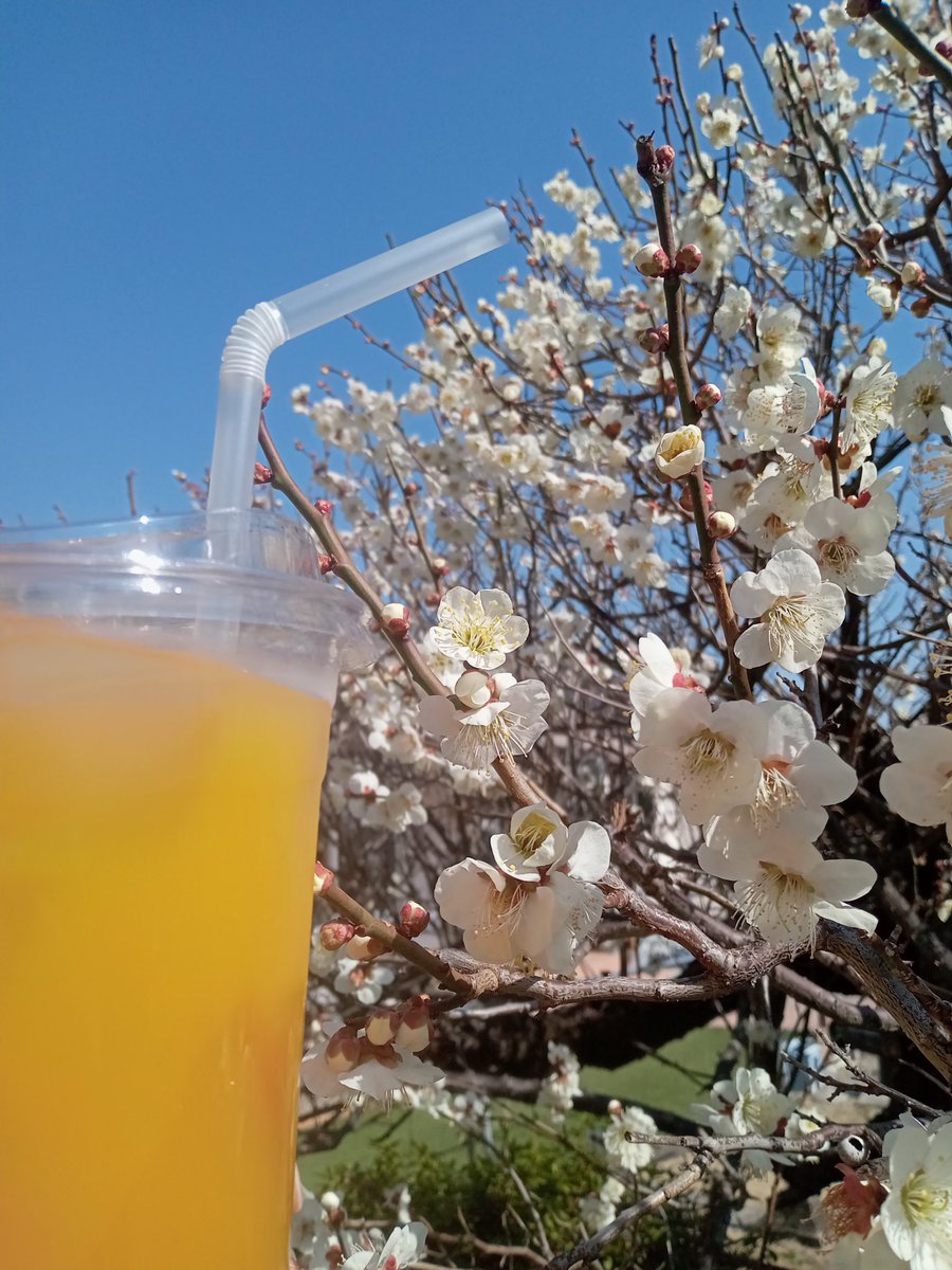今日は一段と暖かい日になりましたね☀️
梅の花が綺麗に咲いているので、マンゴー&amp;アップルジュースと一緒に撮ってみました📷

梅の花は少し早いタイミングで春に向かって咲く印象なので、
寒かった冬から春に向かっている事を実感します🌸

天気の良い日のお出かけには、お飲み物もお供にぜひ😆