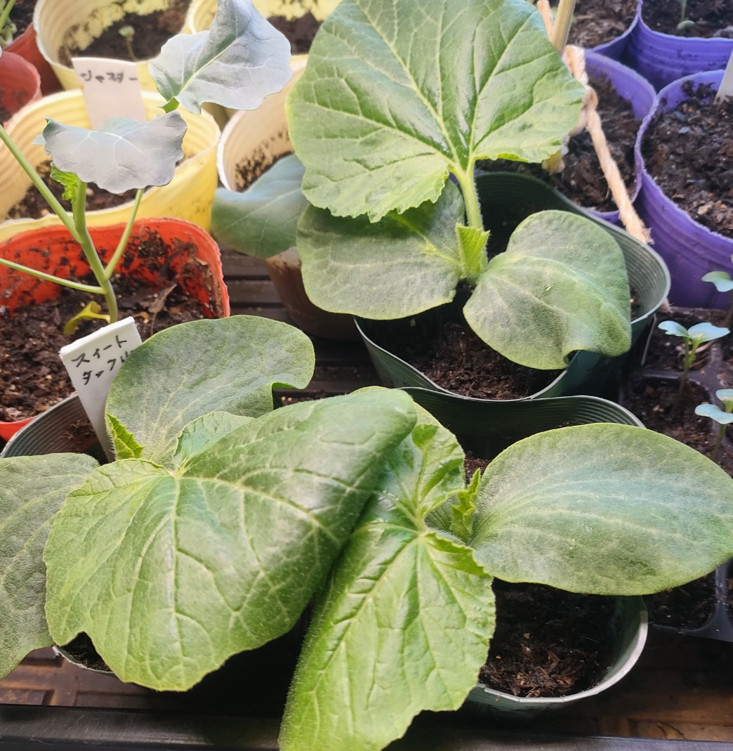 伊勢の畑にじゃが芋植えました。 一条植の50㎝幅畝4本にするつもりだっ