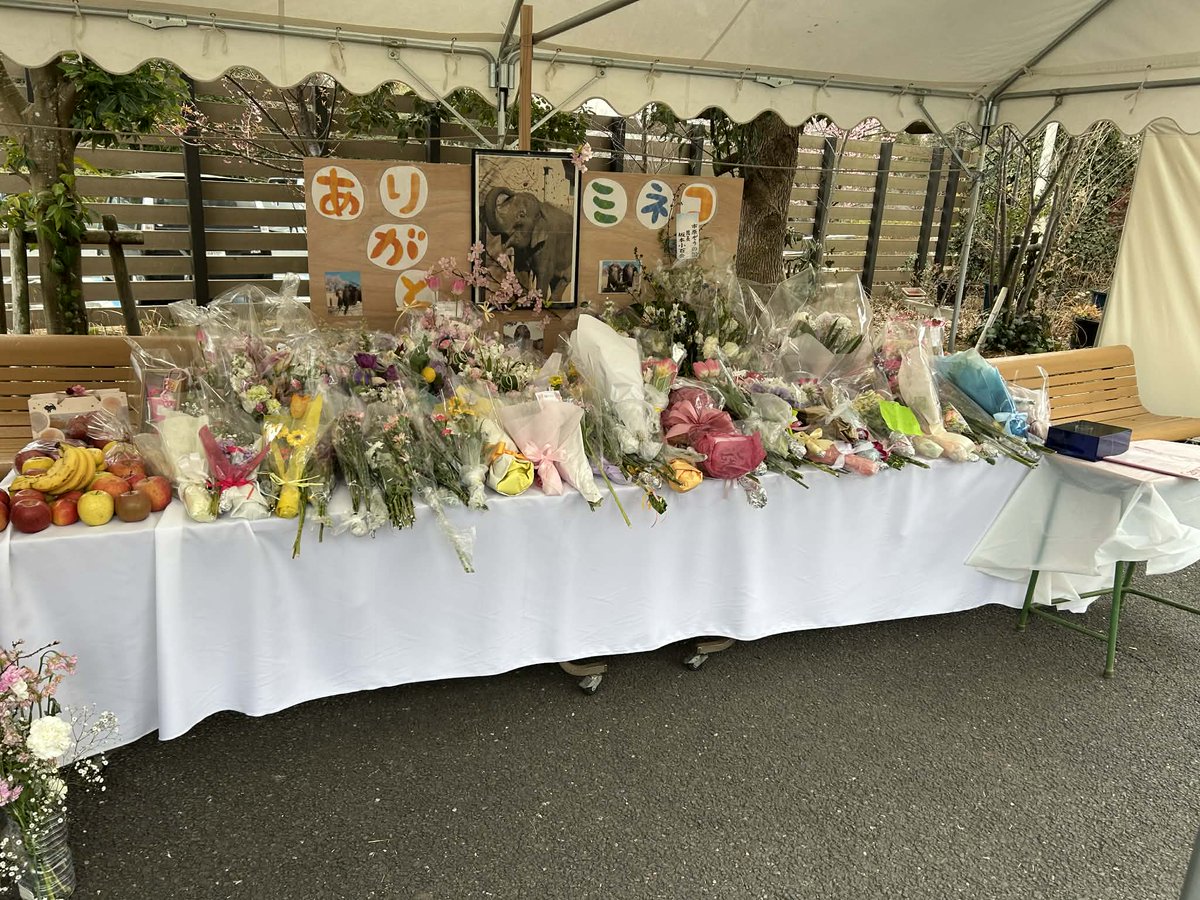 本日でミネコの献花台は一旦終了とさせていただきます。 2月5日に設置