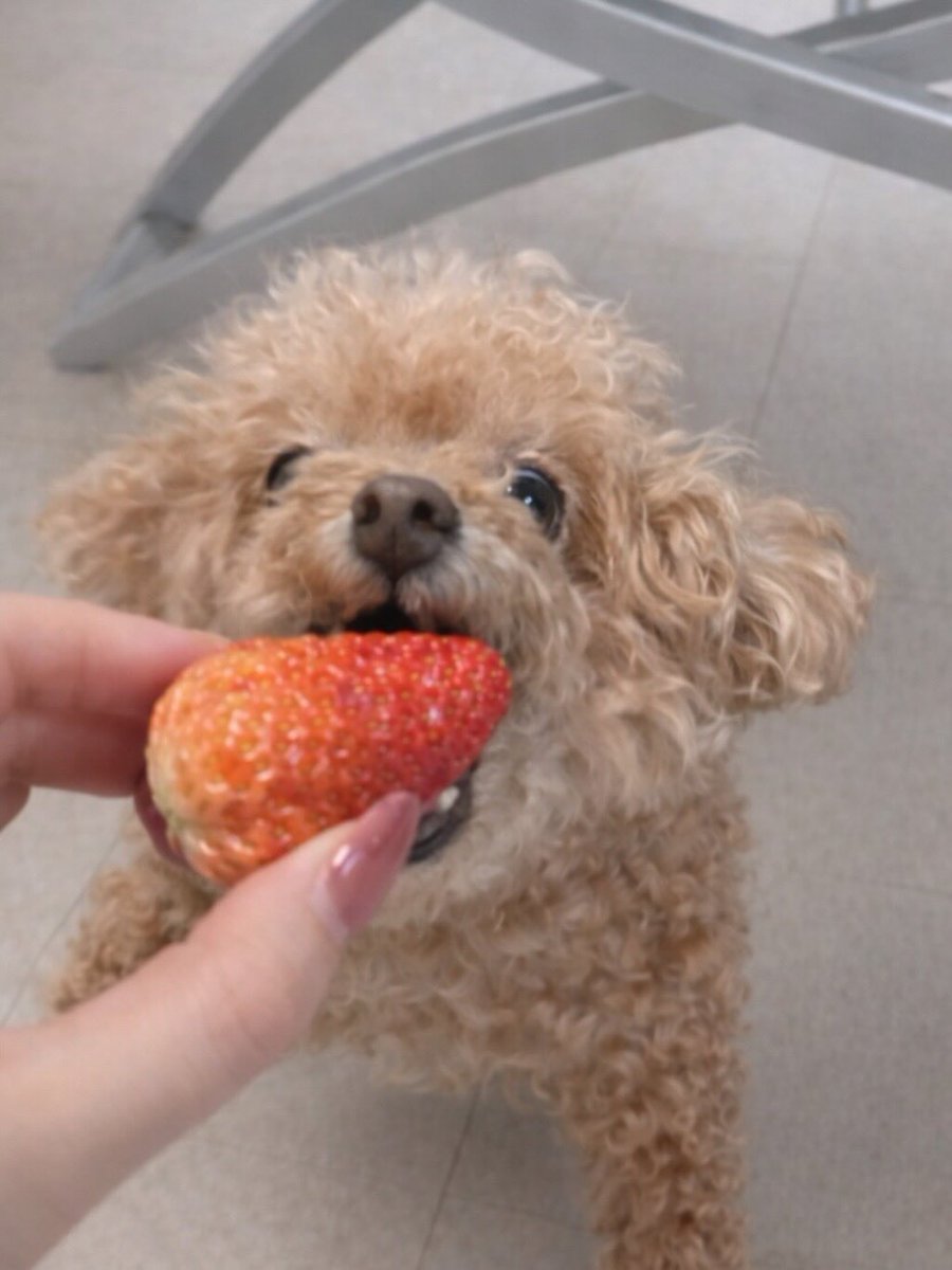 오늘 온 과일 감별사 상태...

표정 관리할 생각 1도 없음