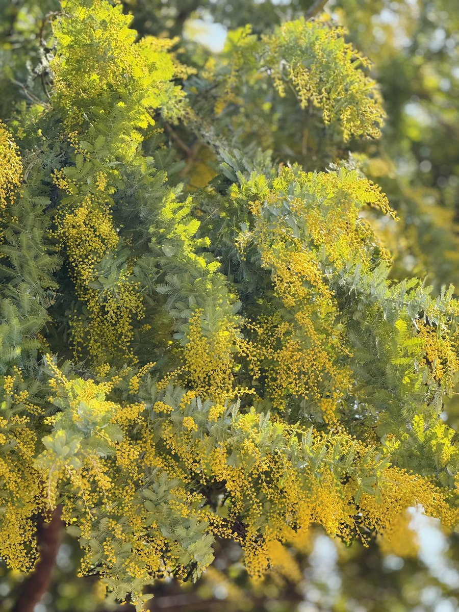 𖤘𖥧*‧🍋*・⋆* #ミモザ 💛🌿 2026.2.23撮影 ₚₕₒₜₒ ᵇᵞ ₚₐₙ𝒹ₐ♥️