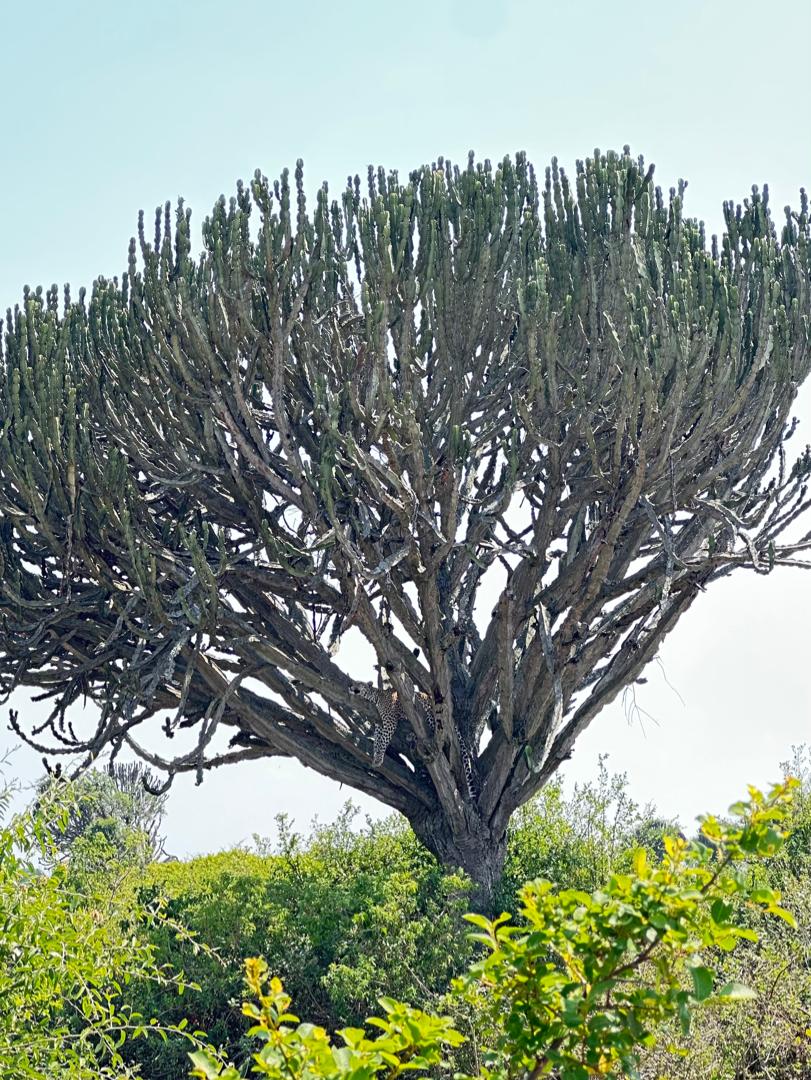 Wildlife Encounters tweet media