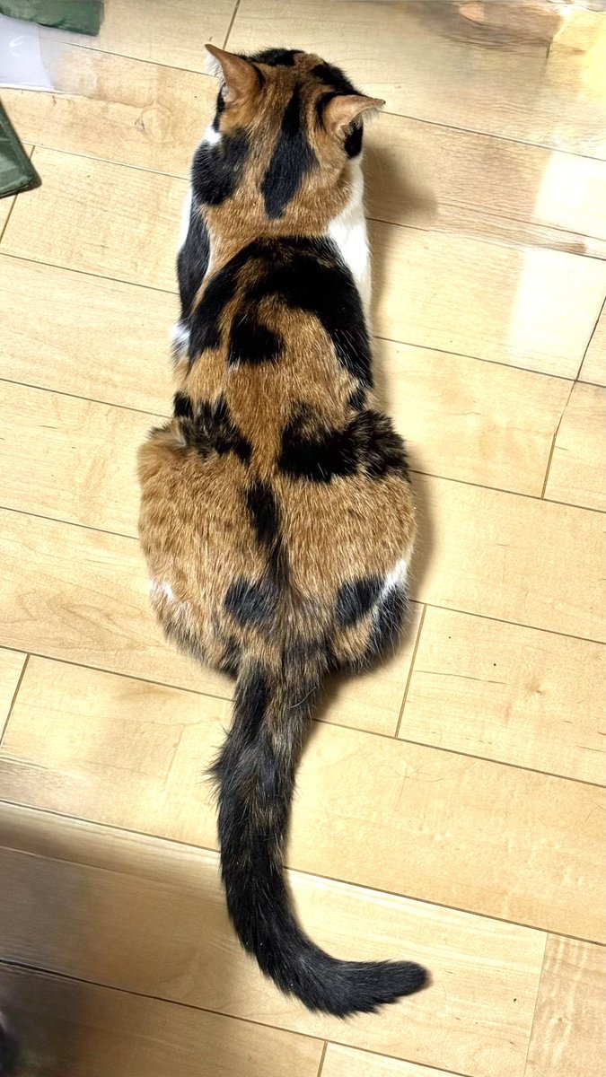 昨日はﾈｺﾁｪﾝの日でしたね
１日遅れましたが
なかなか触れられなかった
ミケちゃんの秘密を🐈
ご紹介させていただきたいと思います