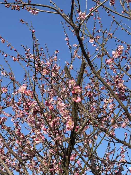 春だ〜