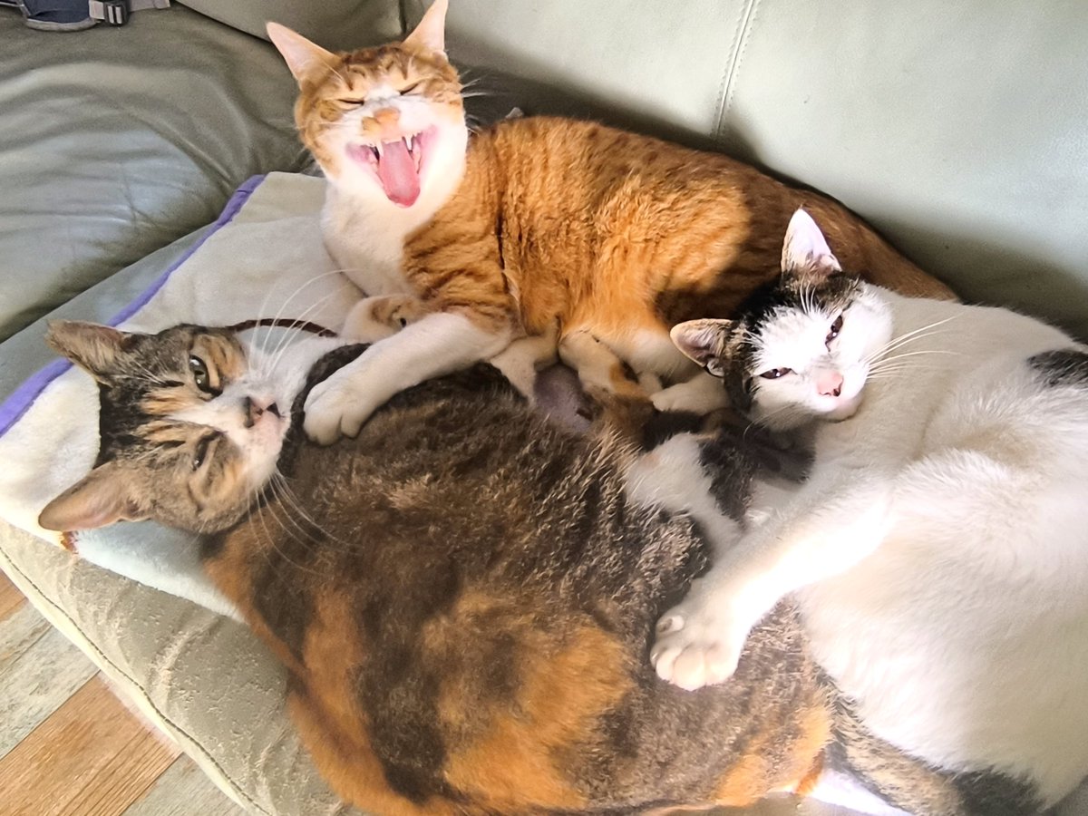 222から1日遅れの我が家の親子ねこたち。（ソファの引っかき傷は諦めてる）