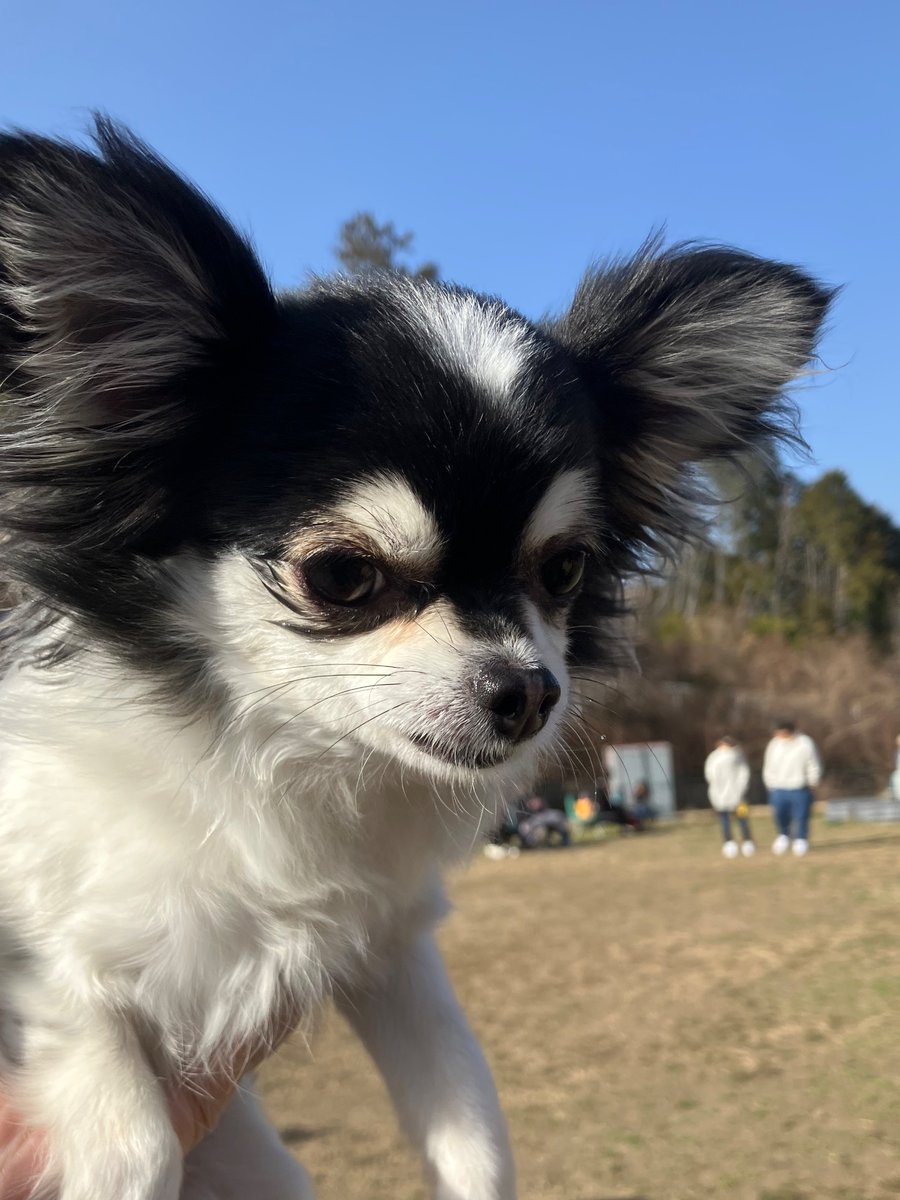 don_nc30's tweet photo. #チワックス

Dog Run https://t.co/Vfcr8mbXil