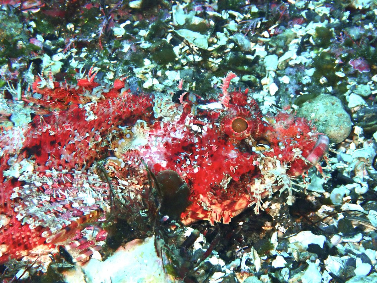 れおな tweet media