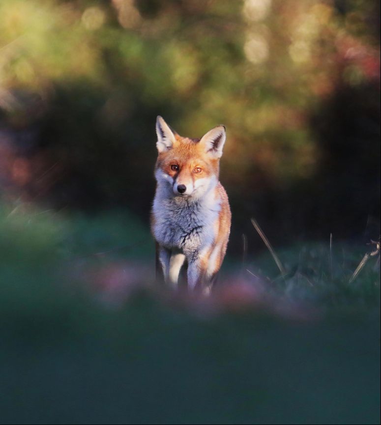 Chris Packham tweet media