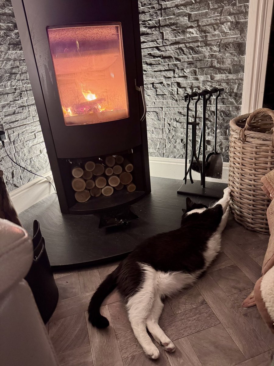 Super Spaniels tweet media