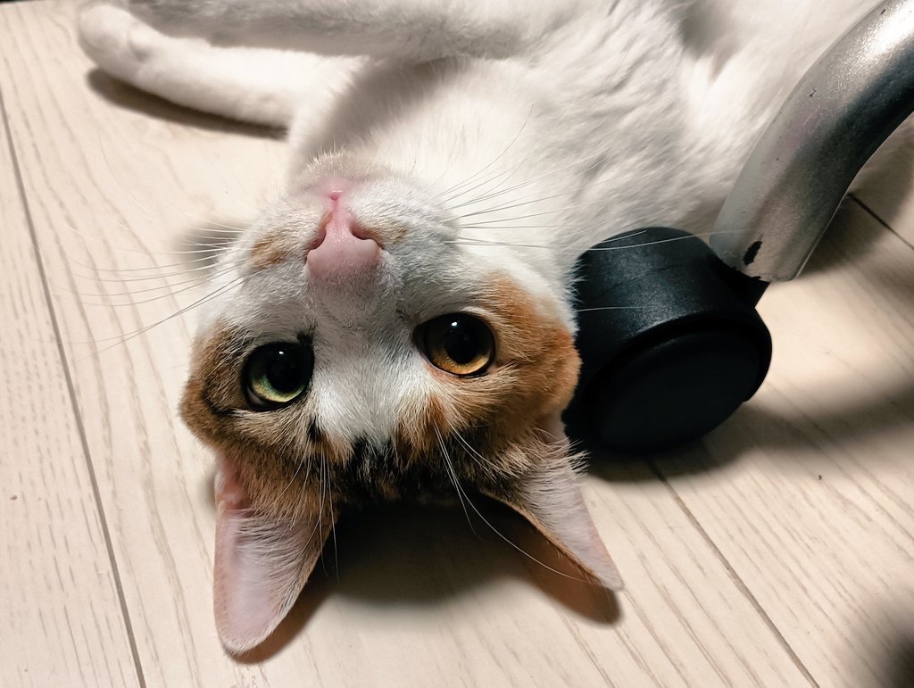 猫の日なので一番可愛い猫の写真貼った人が優勝選手権

最優秀賞

我が家のセルジオ悦子です。

<a href="/cellbururu/">セルゥゥゥゥァァァァァ</a>