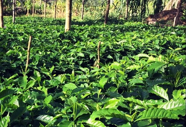Pearlof_Africa's tweet photo. TIPS ON ESTABLISHING A PROFESSIONAL COFFEE PLANTATION THAT WILL GIVE YOU BETTER RESULTS

Coffee is UGANDAs #1 Cash crop since the 1980s, and Uganda Africa's Top Exporter since 2025. Uganda recorded its highest-ever coffee export earnings in the 2024/2025 financial year, generating USD 2.2 billion (approx. USh 8.8tn) from 8.2 to 8.7 million bags, and this is expected to rise to 20 million bags in 5 years ahead.

Uganda Commercially produces 2 major coffee varieties, Mainly Robusta as a lower altitude crop thriving well between 900-1,500m above sea level, and Arabica Coffee thriving well at higher altitudes between 1,300-2,300m above sea level making Ugandan coffee to possess the best qualities due to a high altitude, soils, and farming systems that cannot be easily found elsewhere in the world.

BELOW FIND TIPS ON HOW TO ESTABLISH A PROFESSIONAL COFFEE PLANTATION

1. SPACING: The spacing between Robusta plants is 3x3m standard density (450 PLNATS APER ACRE), medium density 3x3m (674 PLANTS PER ACRE) and 2.5x2.5m for Arabica coffee (647 plants per acre)

2. HOLE SIZE: Recommended Coffee planting holes are 2x2ft (depth 2ft & width 2ft),

PLEASE NOTE: While digging holes: heap the top soil on one side and lower red soil on another side.

3. MANURE: Add manure to the dug-out black top soil, mix it well and return it into the holes.

Mark the center of the holes and leave them for 2 – 3 months before planting.

4. AUTHENTIC/CERTIFIED SEEDLINGS: Procure coffee plantlets from Certified Coffee Nurseries.

5. TIMELY PLANTING: Ensure early planting at the onset of the first rains, best time to plant is in the evening when soils have cooled down.

6. POTTING BAG REMOVAL: Remove the polythene pot cover before planting the seedling/cutting.

7. WATERING: Provide temporary shade to the newly planted coffee plantlets and water in case of water stress. Water conservation channels/bands are important in coffee.

8. PLANTATION NURTURING:

When the coffee plantlets have attained a height of about 11/2 foot or 6 – 9 months after planting, they should be trained (bent in an east to west direction i.e. sunrise to sunset direction) to initiate multiple branches from which the lowest and most healthy 2 are selected and maintained together with the original plantlet. This ensures higher yield and profitability per tree.

9. MULCHING: The coffee garden should always be mulched and “weed free”. Plantation mulching helps in water conservation, soil moisture conservation, soil erosion control, weed control etc

10 INTERCROPPING: Legumes e.g. Beans, Gnuts, soya beans and bananas are good intercrops for coffee.
11. COFFEE SHADE TREES: Shade trees protect coffee trees from heavy wind, rain, and sun irradiance. These benefits are especially helpful in environments less favorable to sustainable production. For example, proper shade trees can buffer coffee trees from prolonged droughts and extreme temperatures.

12. HARVESTING: At maturity, harvest only the red-ripe cherry and dry it immediately on tarpaulins, raised platforms or cemented floor to preserve its good quality.

For more details and UCDA Documents downloads on Commercial coffee farming, kindly visit visit  https://t.co/7JMBVzu7bT  OR visit us at https://t.co/e59w7BzOhO