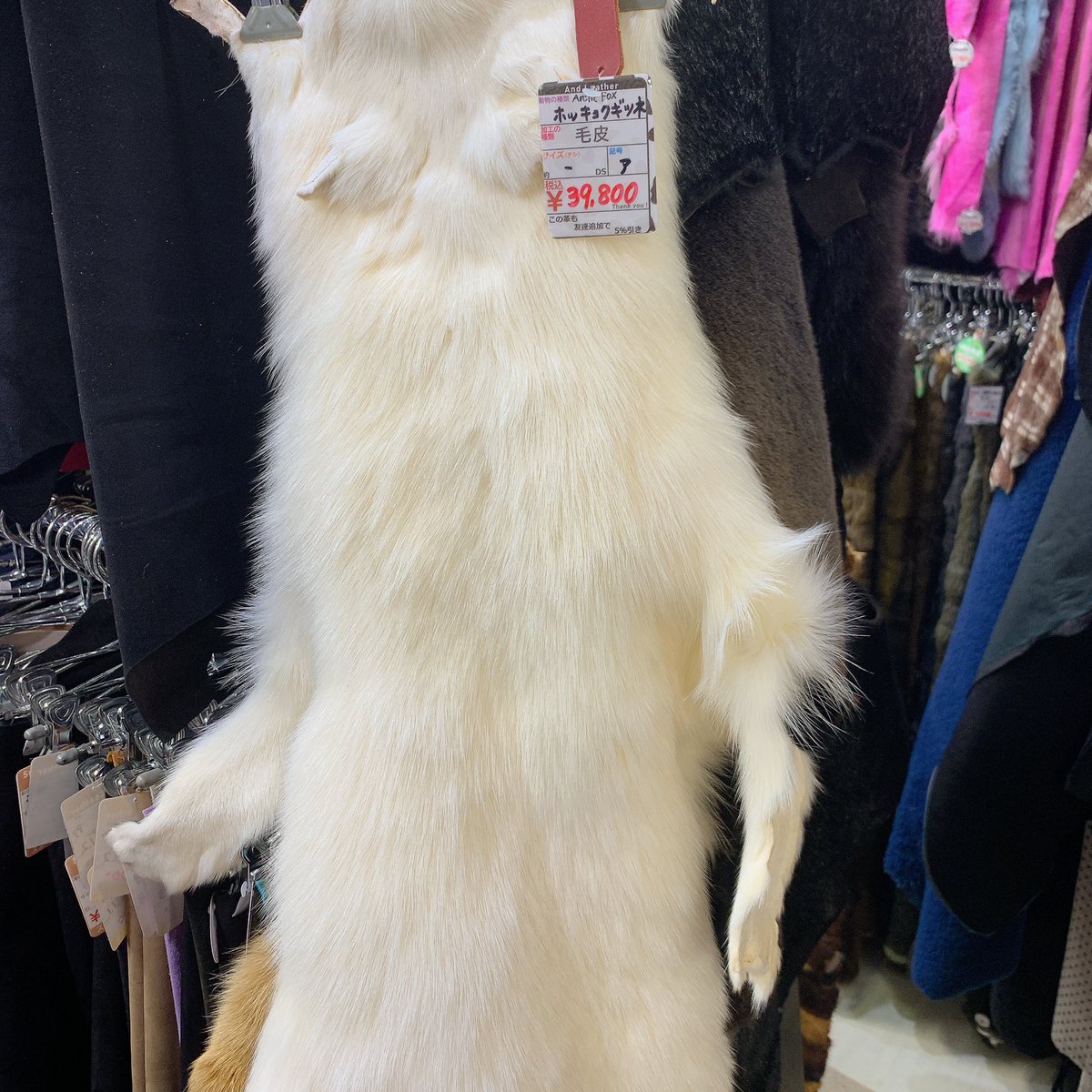 浅草橋駅前店です😳 希少なフォックスの毛皮が入荷しました！⁡ ⁡ 全長