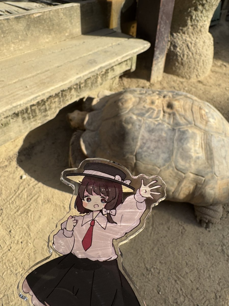 蓮子ちゃん、ゾウガメだよ
ゾウガメ、蓮子ちゃんだよ