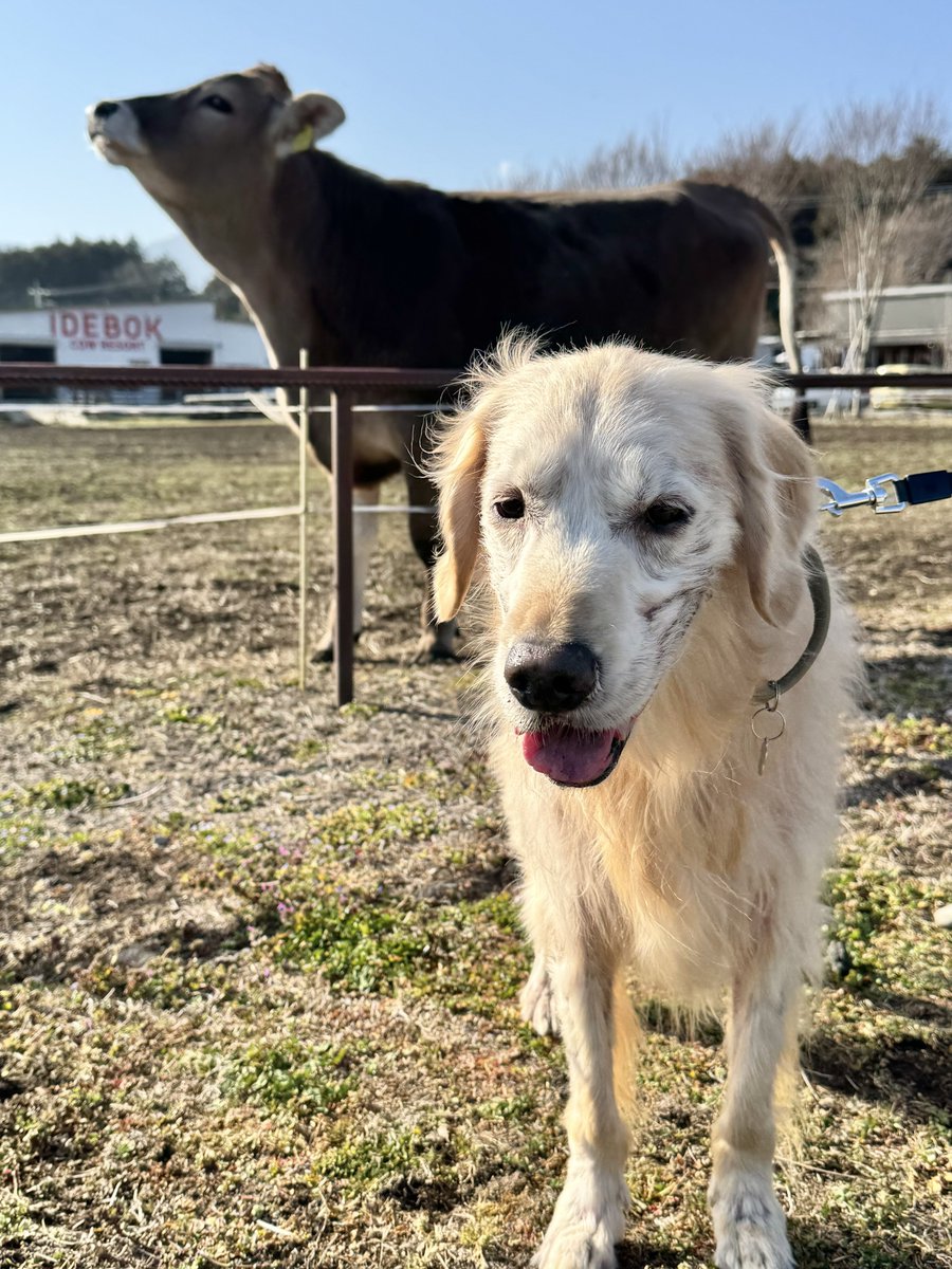 ワトソン ∪•ᴥ•∪ ゴールデンレトリバー tweet media