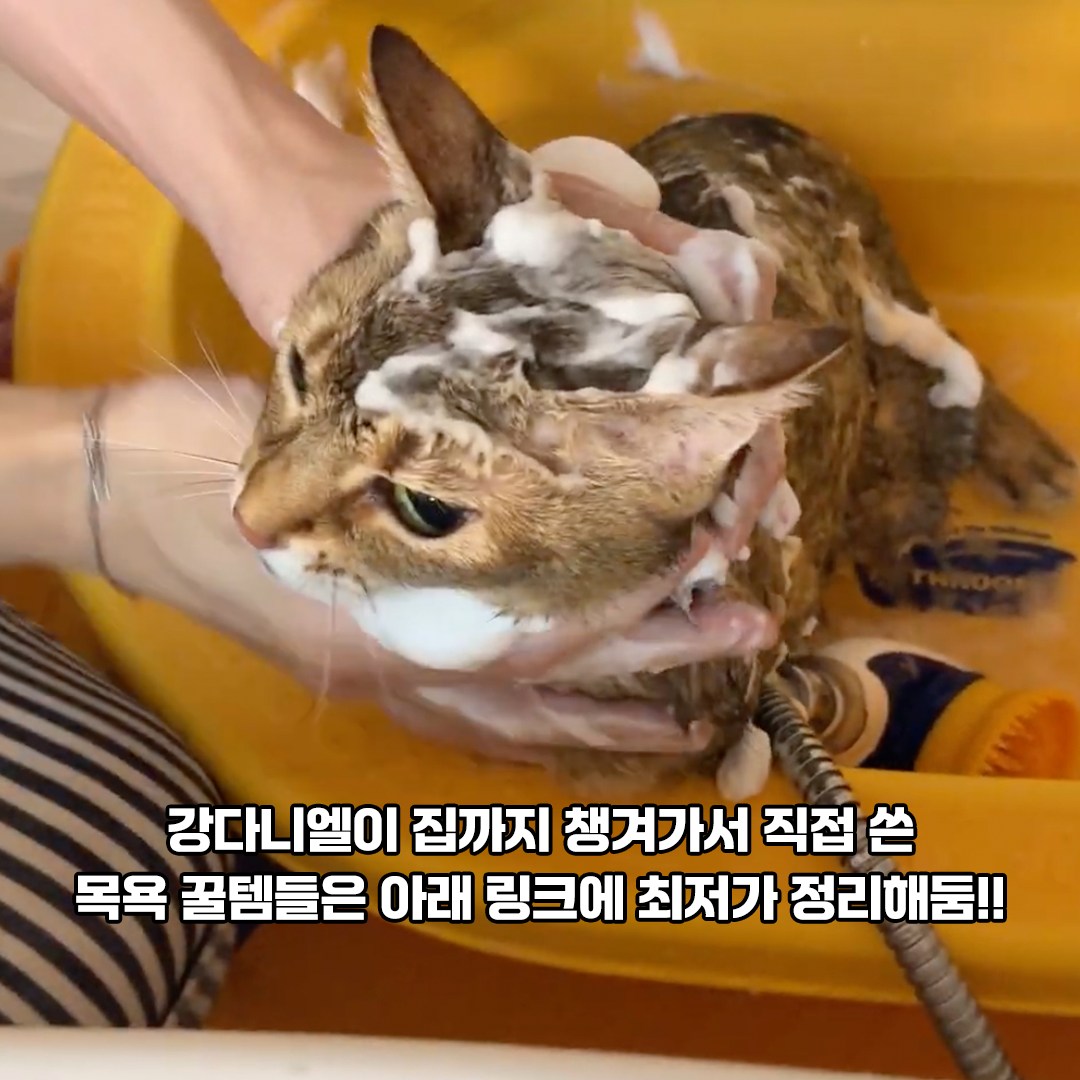 instagram.com/p/DUrqLX0DD-o/
나 왜 냥빨영상 기억에 없지...