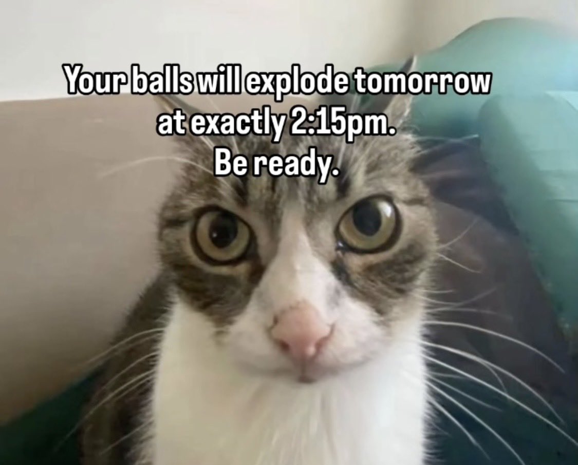 Evimira🌸🐉 tweet media