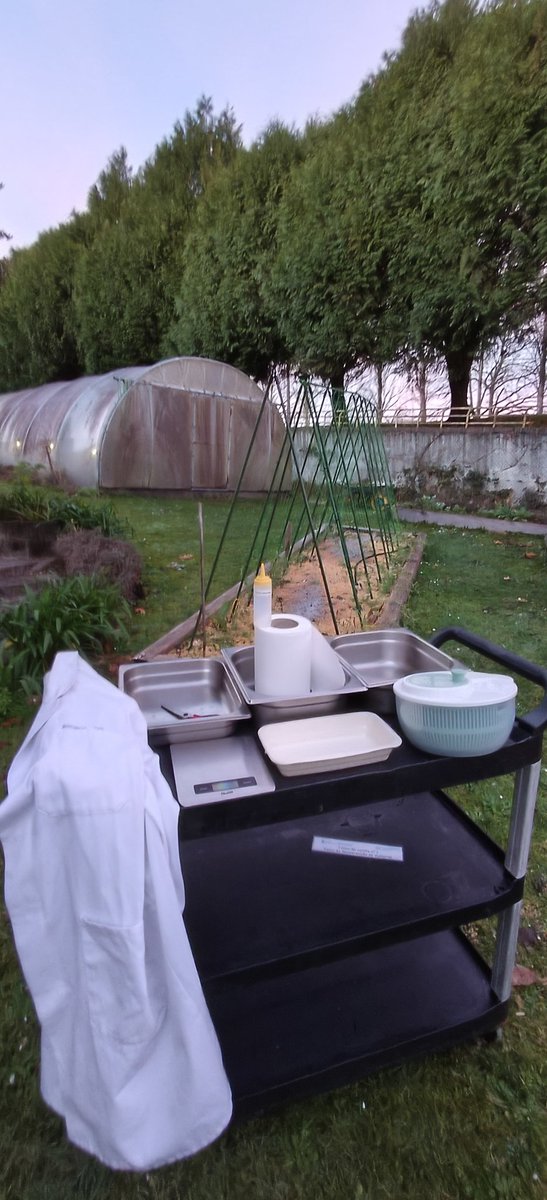 profesorFP's tweet image. Amencer na horta escolar.
#Sustentabilidade