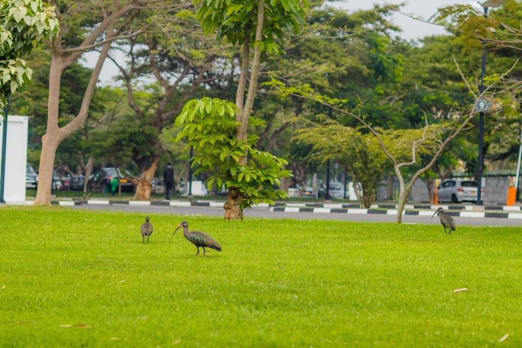 Radisson Blu Kigali tweet media