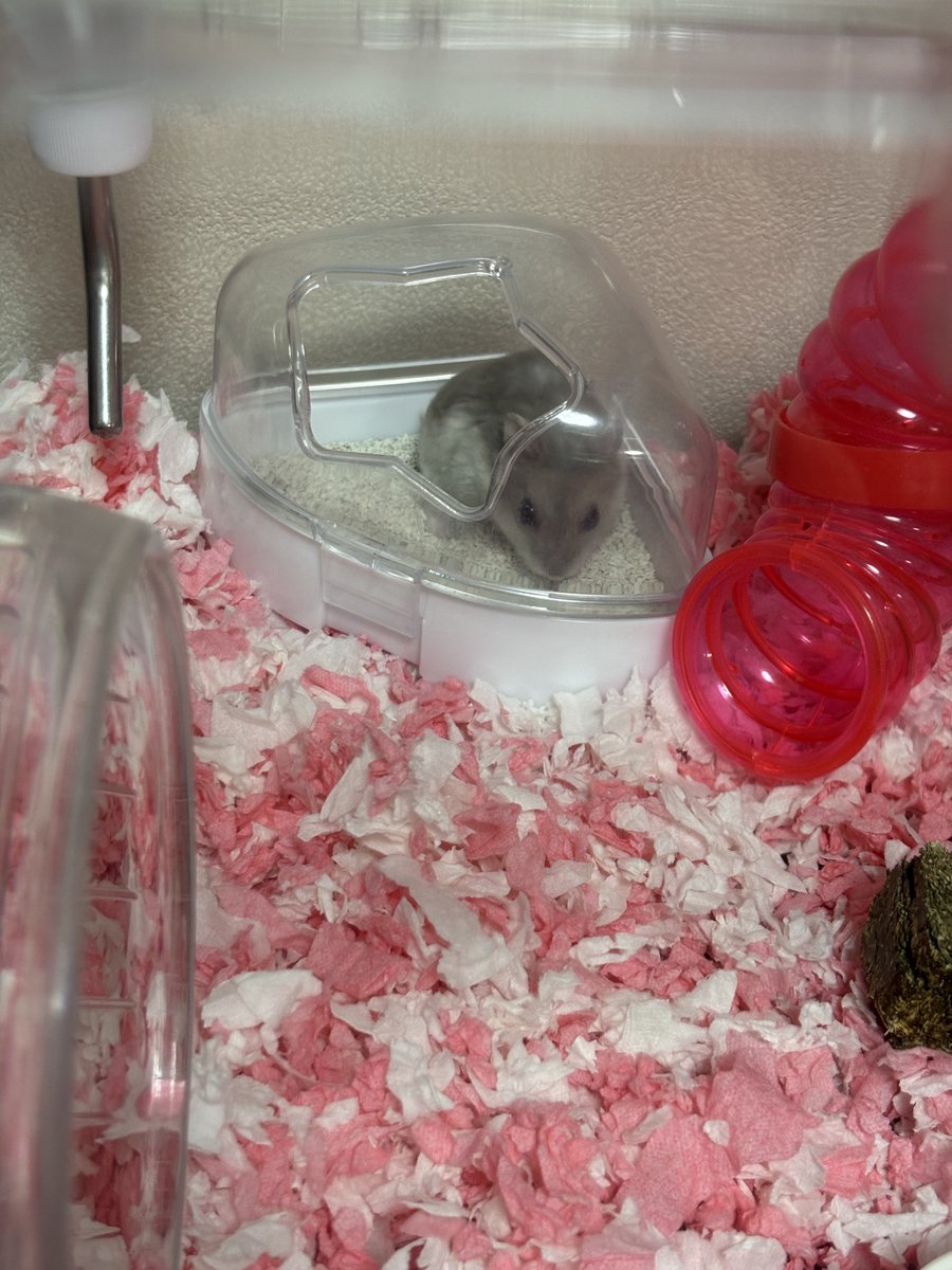 pine17_ham's tweet image. ほんと賢い