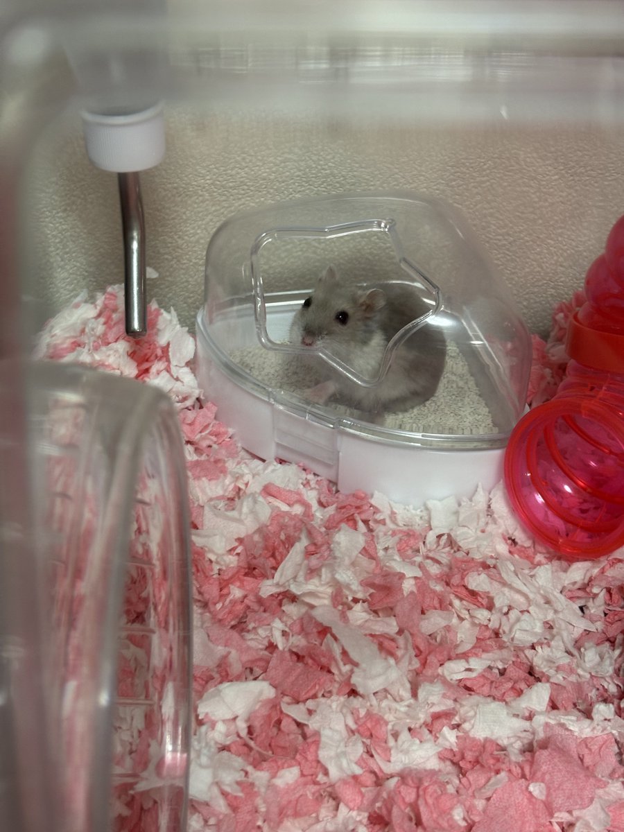 pine17_ham's tweet image. ほんと賢い