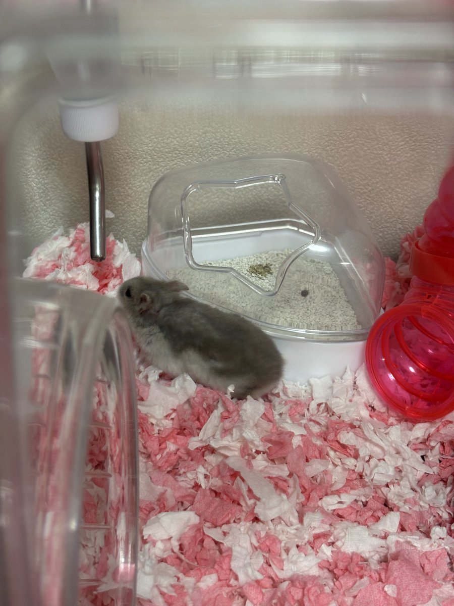 pine17_ham's tweet image. ほんと賢い