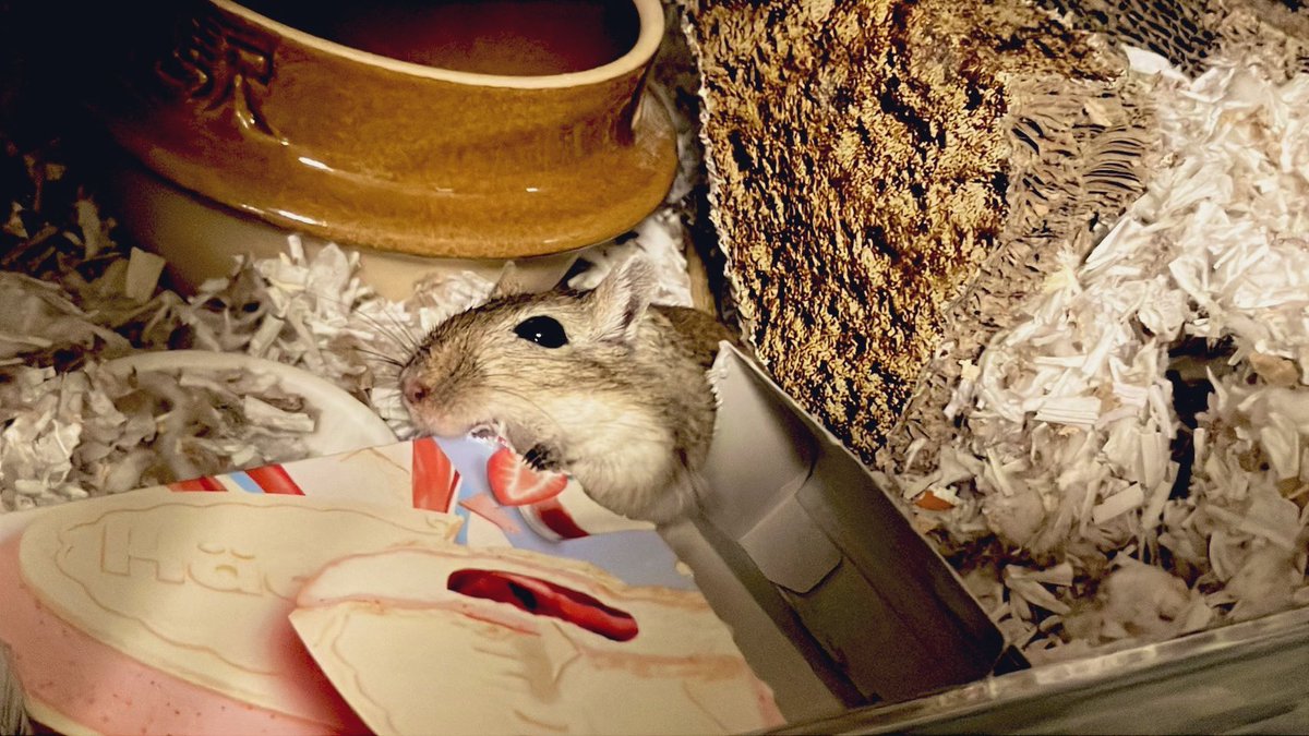 いちごがよく似合うエリーちゃん