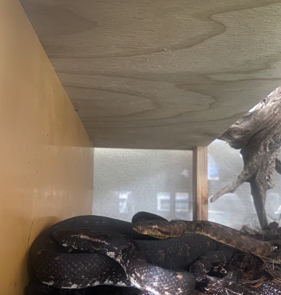 MOLTING BASE tweet media