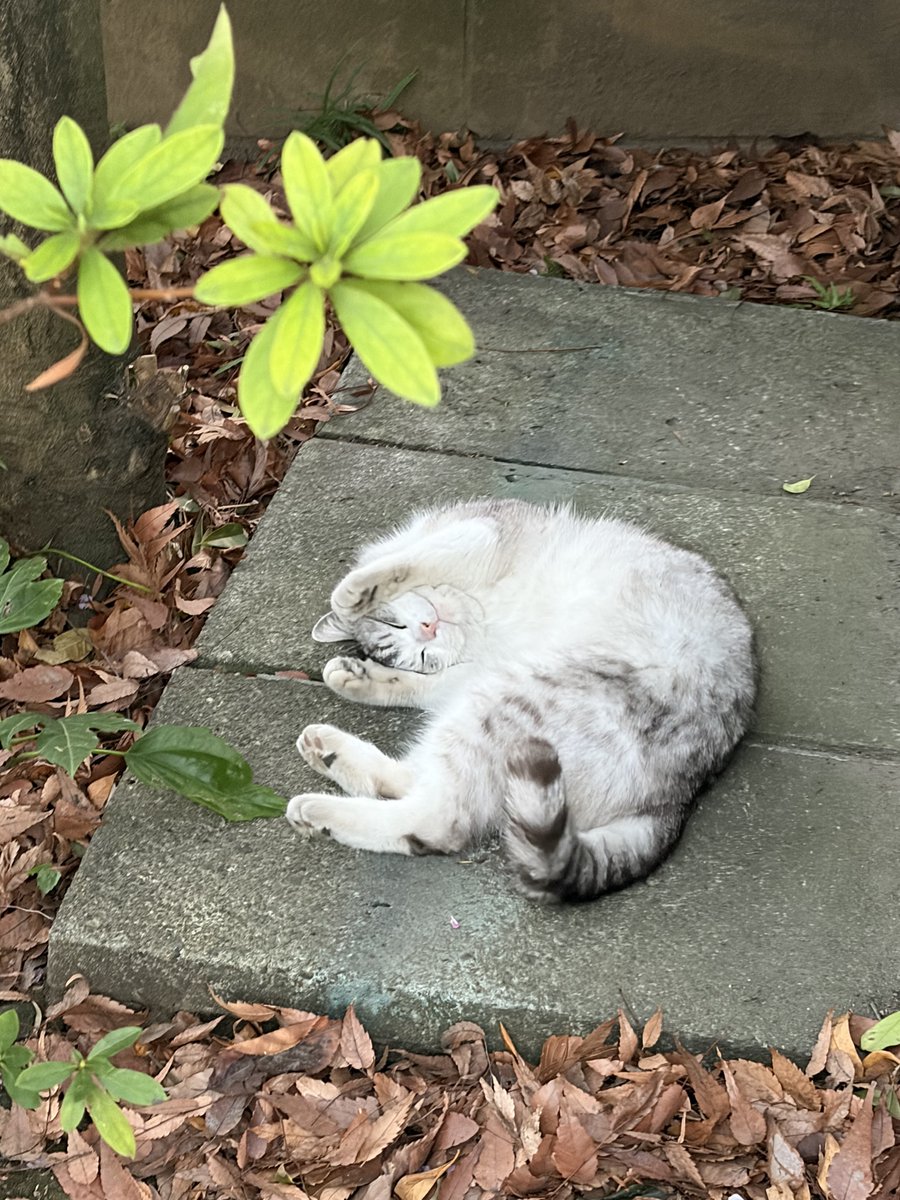 お祭りの帰りに、河津桜が咲いているお寺で桜を見ていたら猫ちゃんが🐈
人慣れしているのか近寄ってきてビックリ🙄
フワフワしてて可愛かった💗

…多分桜より猫と戯れている時間の方が多かった😂