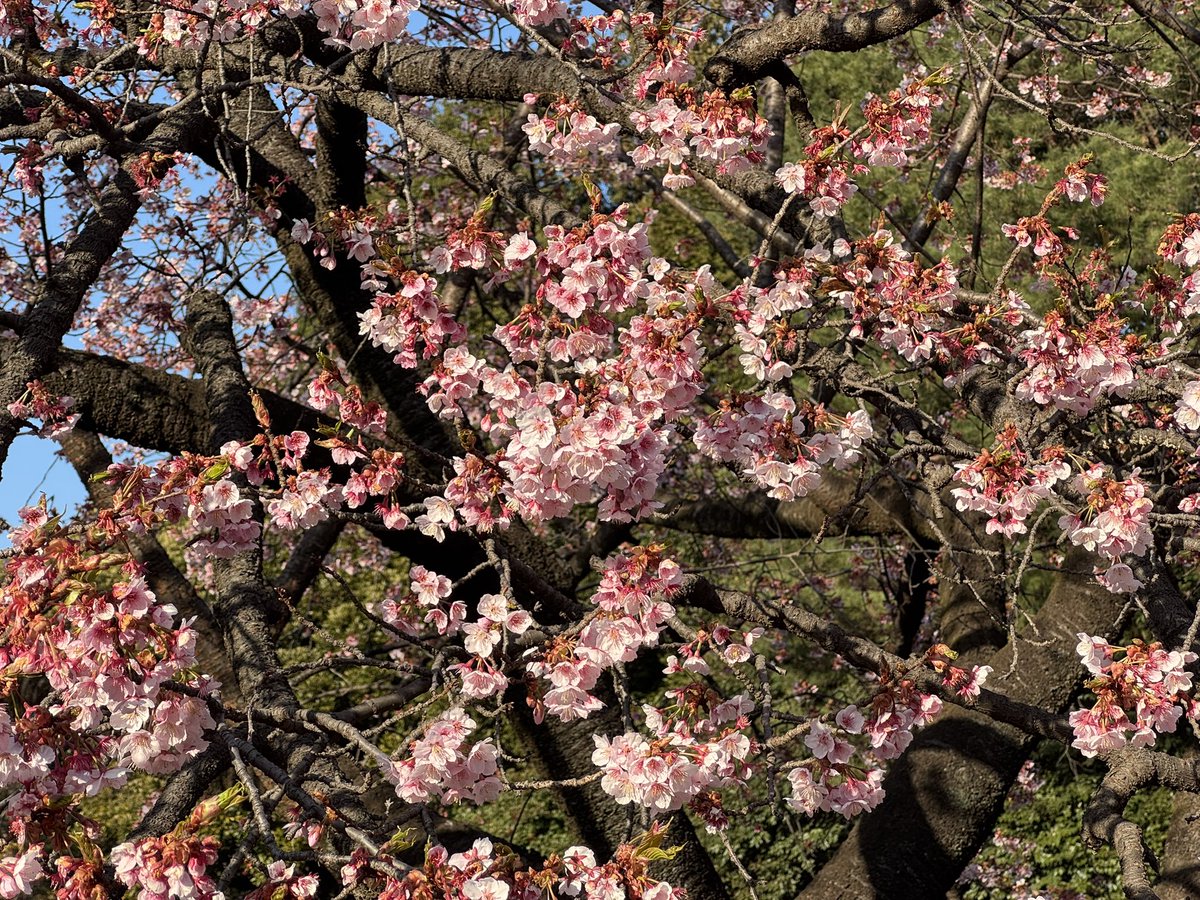 Eko3F's tweet photo. 2/23
久しぶりに新宿御苑に行ってきました
梅見頃、薩摩寒桜はもう終わりですが椿寒桜はとても見頃
河津桜もありますよ
オカメザクラも開花はしてました
桜のリレーが始まってますね🌸 https://t.co/U7lEOluKI6