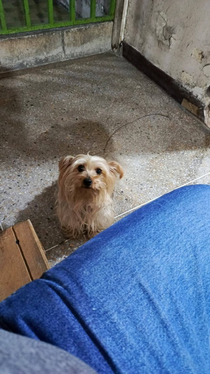 Se busca en la Silsa,  Catia Caracas.  Escribir a este  número 04120904689, es del segundo plan callejón Brion