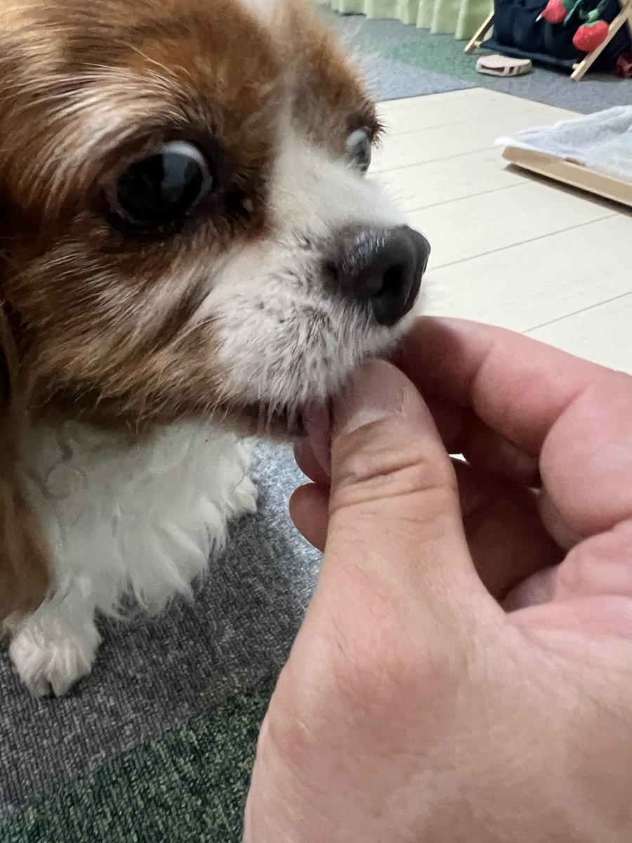 cavalierchiroru's tweet photo. 主の手を噛まない様に優しく食べる
優しいいい子 https://t.co/upahoTDUGQ