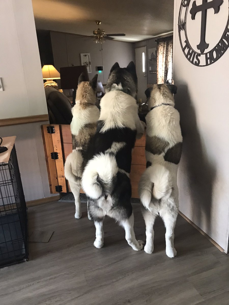 Look you see who’s at the door and daddy hasn’t fed us yet.👇🏼