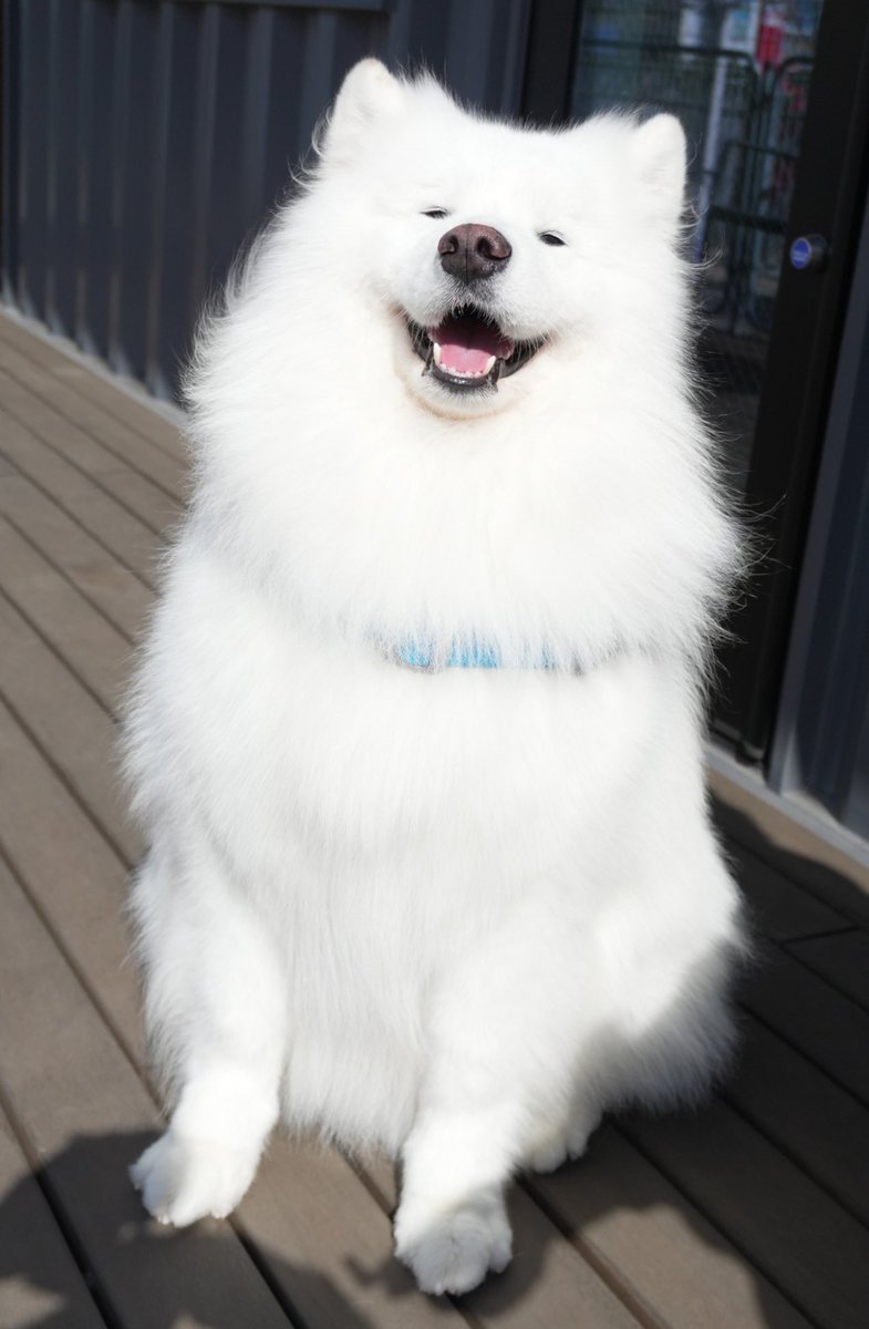 シャンプーしてもらって綺麗になったのが嬉しいサモエド