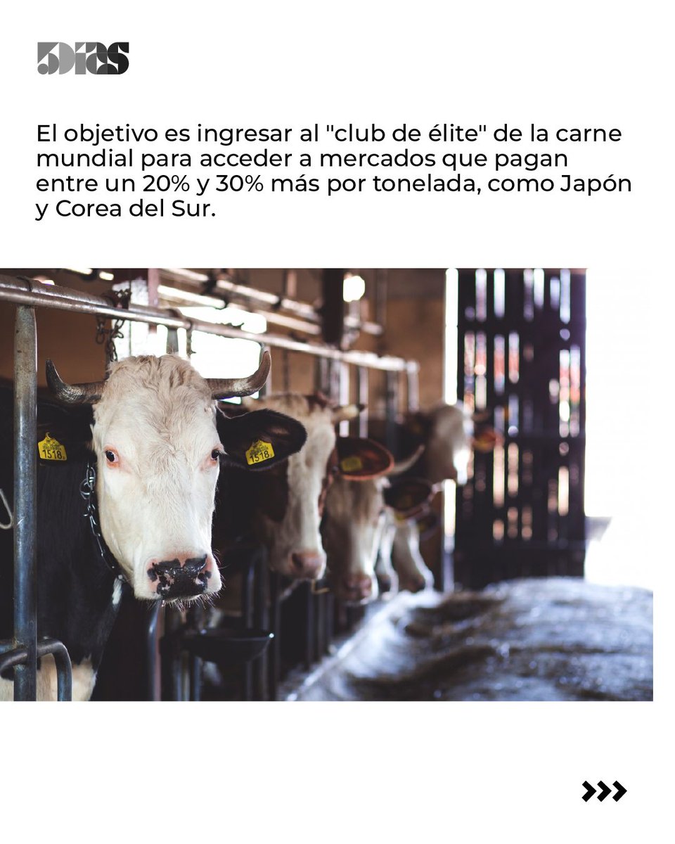 5DiasPy's tweet photo. Paraguay inicia formalmente su transición hacia el estatus de país libre de fiebre aftosa sin vacunación 🐄🇵🇾
En la primera reunión del Comité de Transición, el SENACSA presentó la hoja de ruta para 2026, analizando el contexto regional y las proyecciones de inmunización para sostener la competitividad de la carne paraguaya en el mundo 📈🥩
🔗 https://t.co/ePzSPKtNui
#Ganadería #SENACSA #FiebreAftosa #Exportación #5Días