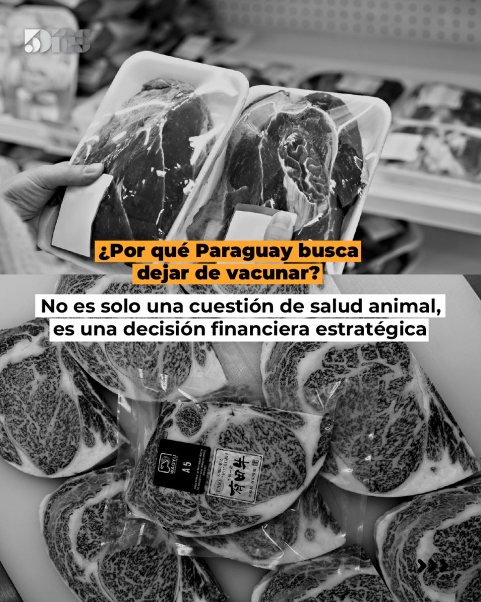 5DiasPy's tweet photo. Paraguay inicia formalmente su transición hacia el estatus de país libre de fiebre aftosa sin vacunación 🐄🇵🇾
En la primera reunión del Comité de Transición, el SENACSA presentó la hoja de ruta para 2026, analizando el contexto regional y las proyecciones de inmunización para sostener la competitividad de la carne paraguaya en el mundo 📈🥩
🔗 https://t.co/ePzSPKtNui
#Ganadería #SENACSA #FiebreAftosa #Exportación #5Días