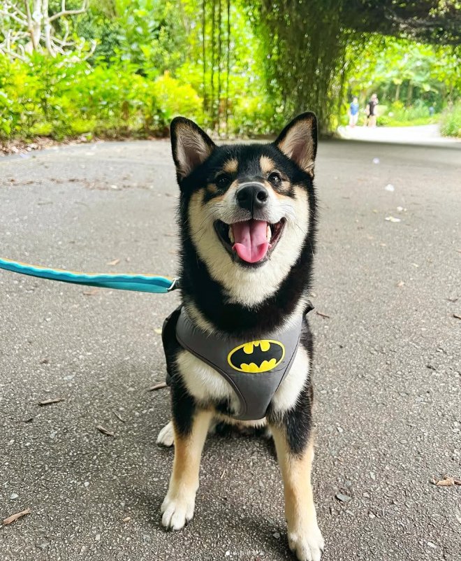 The dev has a 100% bond rate on all the tokens he’s launched.

Today he launched this cute dog, Kuro. Currently at 18k mcap.

Aped some. $KURO

6NriggeC9UoKYxR2ZupRHAo3nPo7AZFFMVXZ6bKxpump