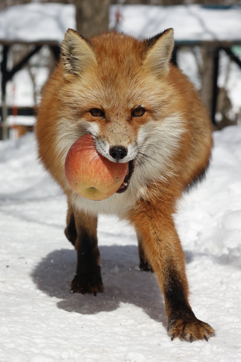 狐仙人乃弟子 トコノ オルタ tweet media