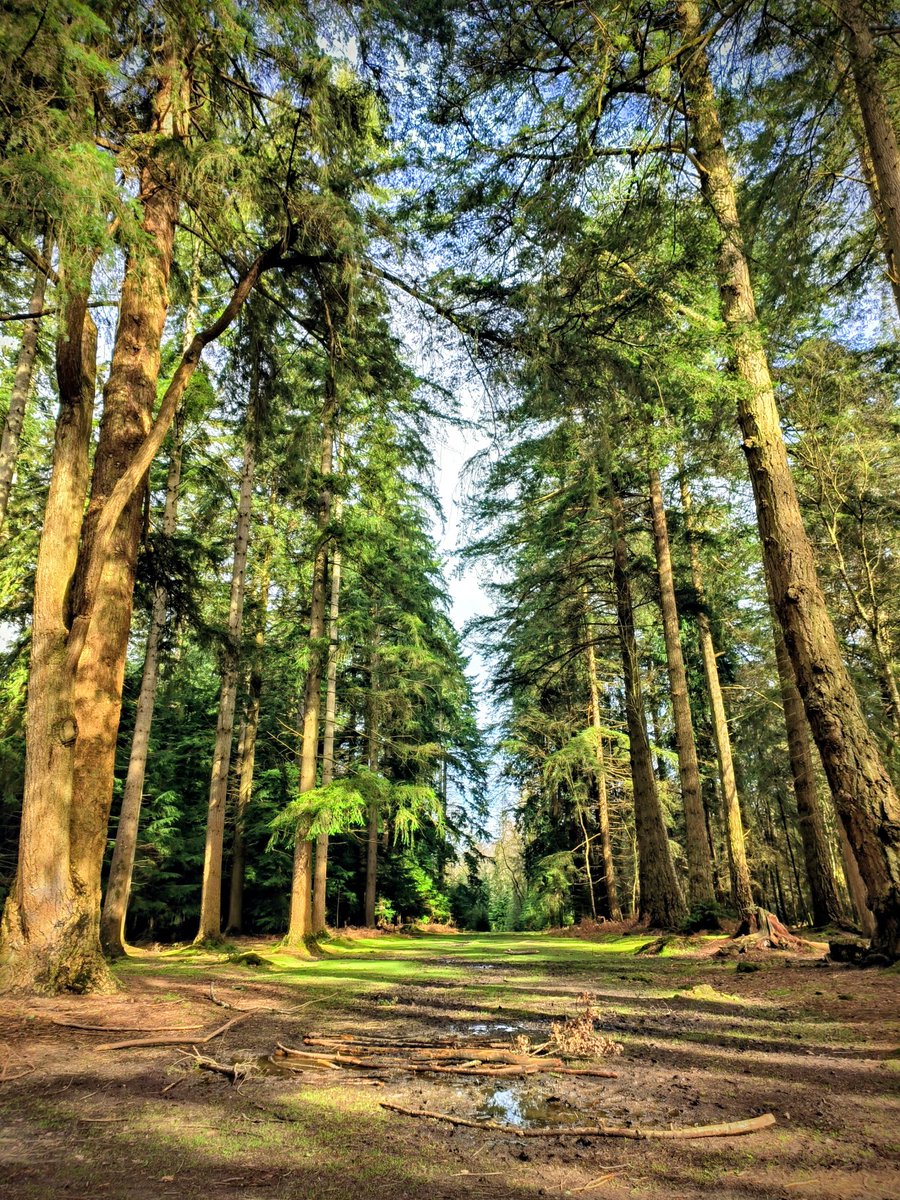 LadyGrace27's tweet image. A Monday well spent brings a week of content...

New forest today 💚

#MondayVibes #newforest #trees #nature #grounding