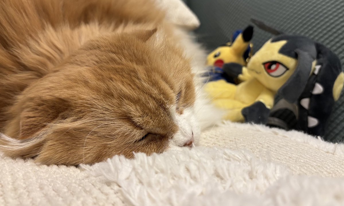 昨日猫の日だったらしい