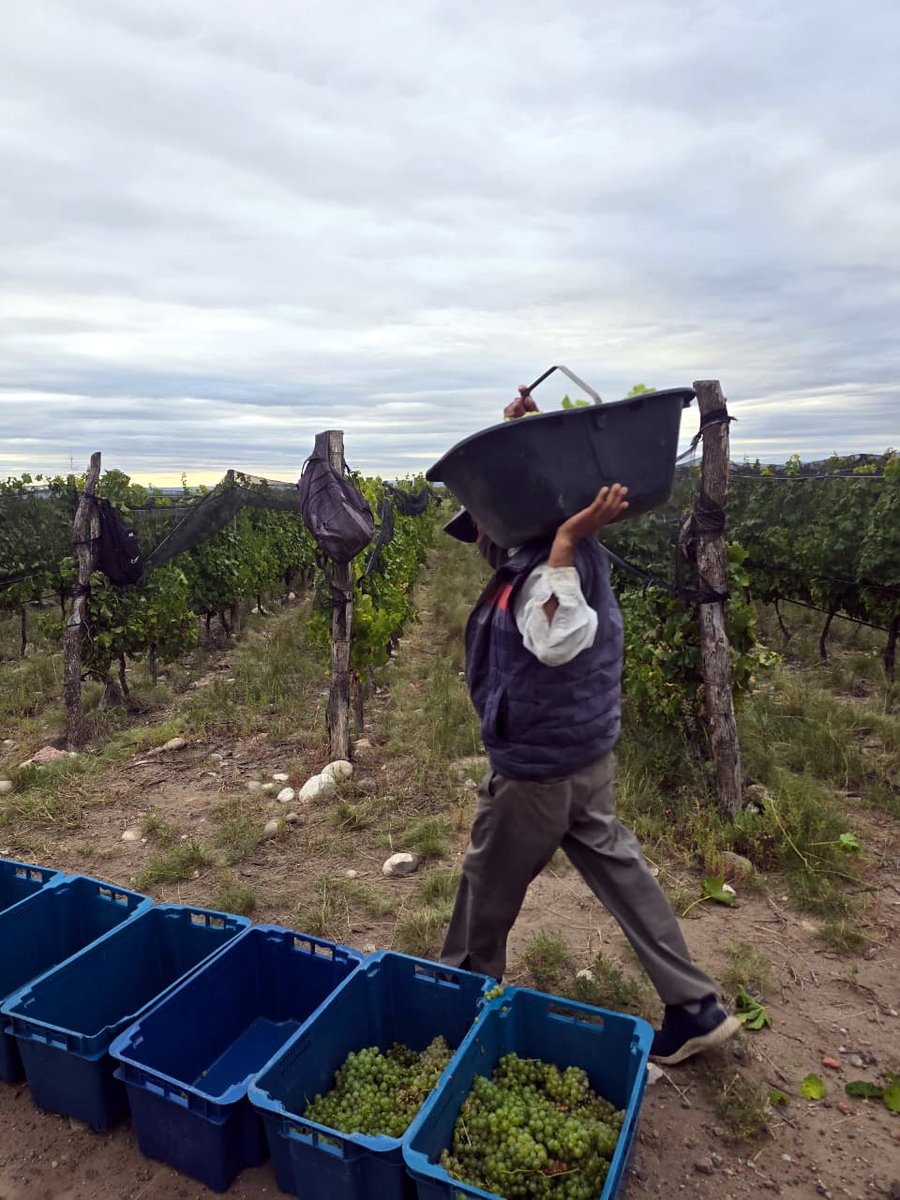 Altos Las Hormigas tweet media