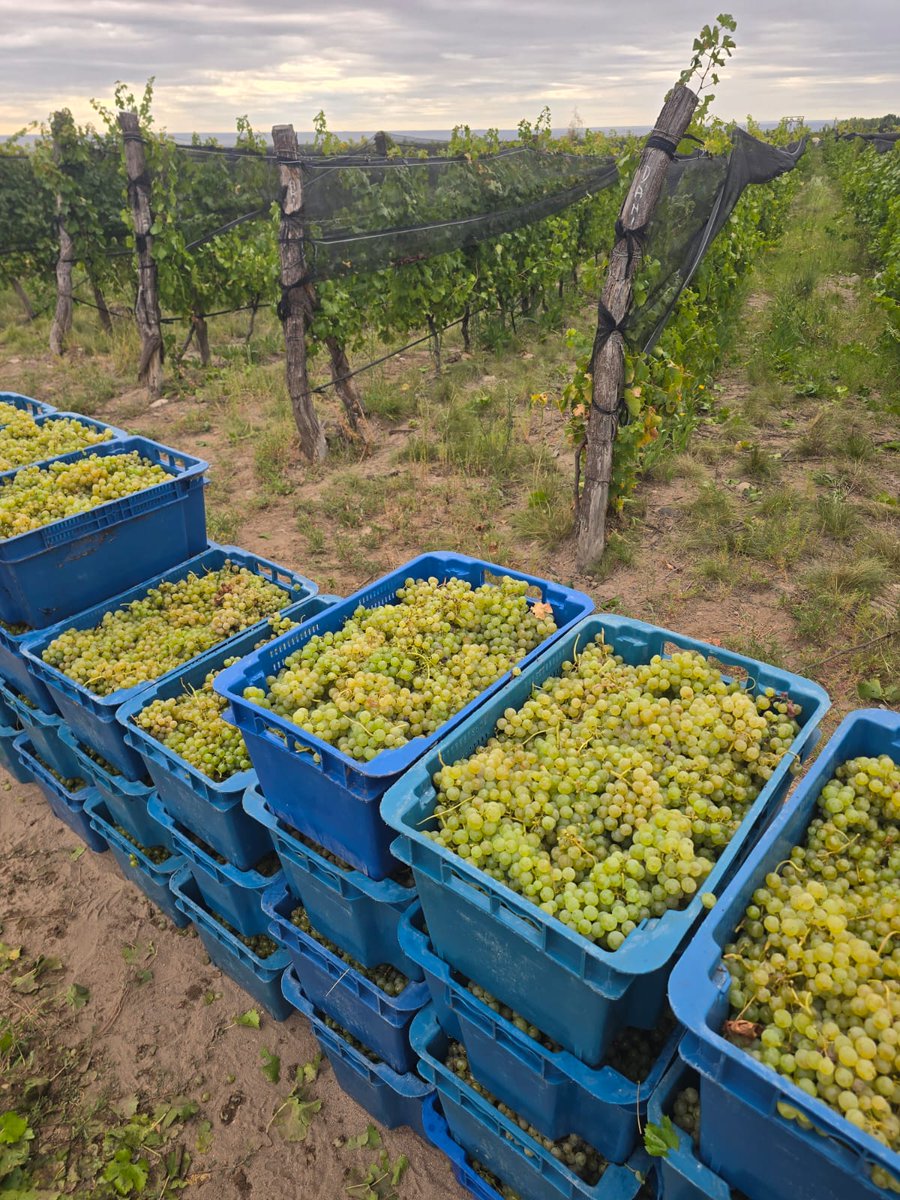 Altos Las Hormigas tweet media