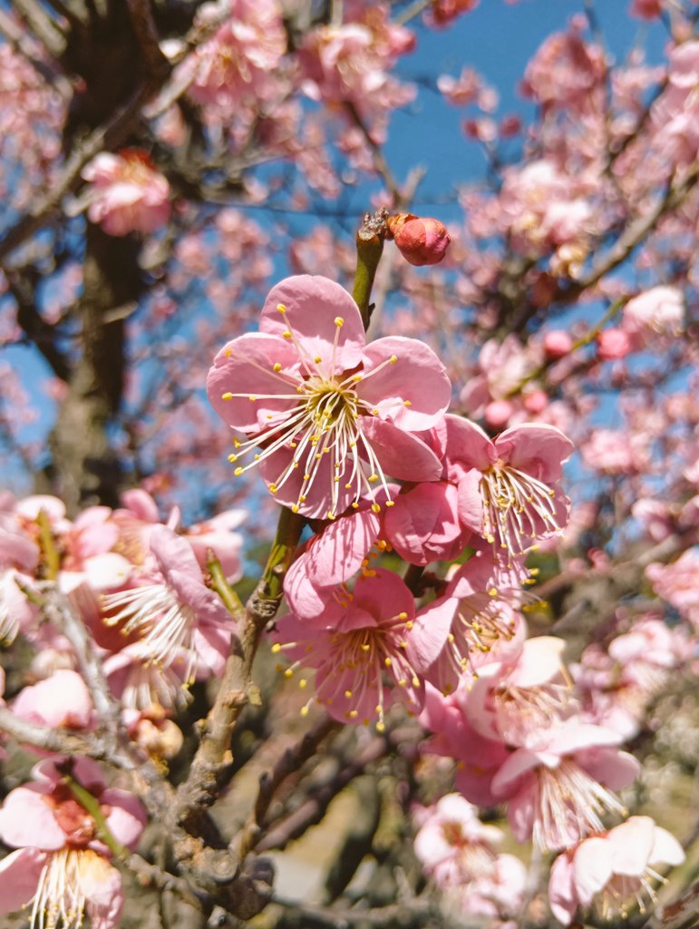 rinnosuke311's tweet photo. 梅の花とお家の桃の花 https://t.co/Ph7cvRMCH4