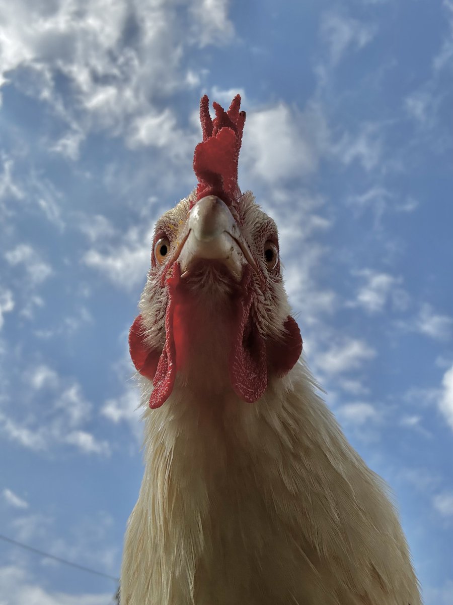 ニワトリに捕食されそうになりたい人向け