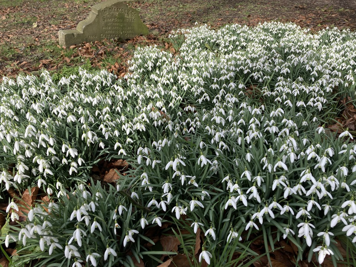 FOSMchurchyard's tweet photo. No flowers in the holders by #AnnWalker's ledgerstone as nobody can get to them. But the little clump of snowdrops is in full bloom as are snowdrops in the rest of the churchyard. Be careful if you are walking through as it is muddy underfoot. https://t.co/AvSgRKFAmR